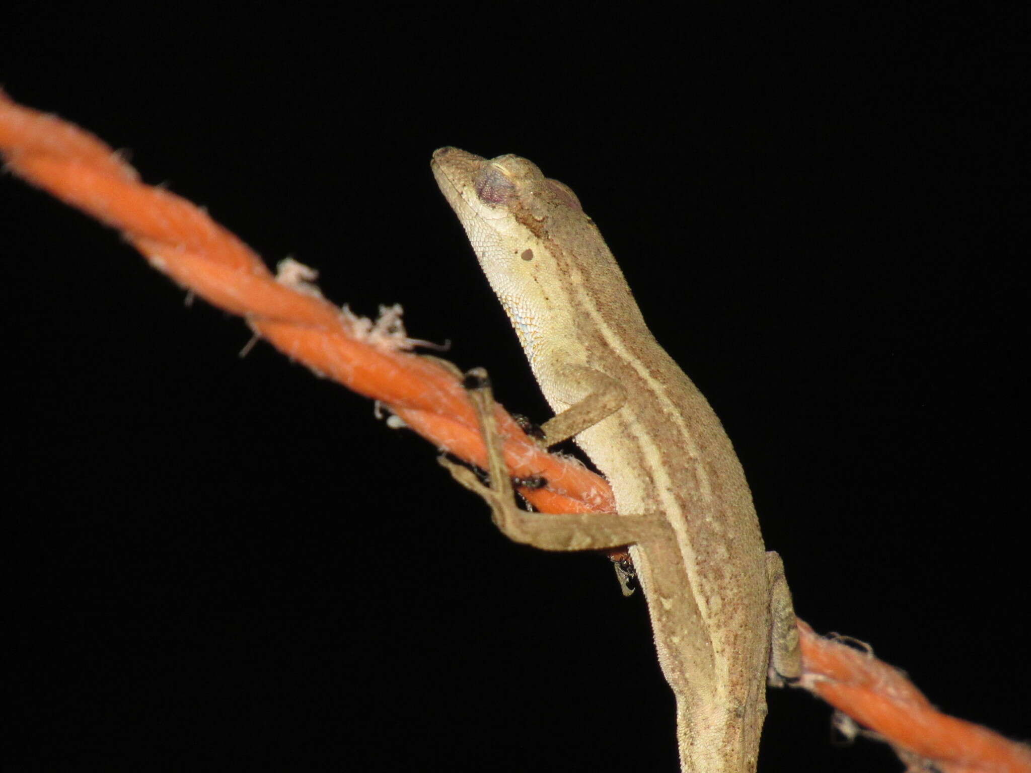 Imagem de Anolis unilobatus Köhler & Vesely 2010