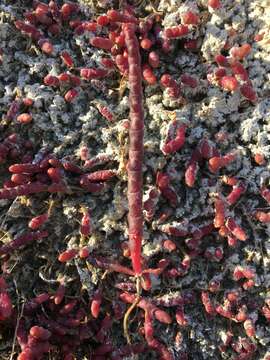 Image of red samphire