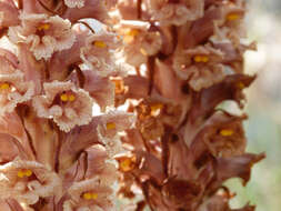 Image of Orobanche leptantha Pomel