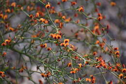 Image of Daviesia incrassata Sm.