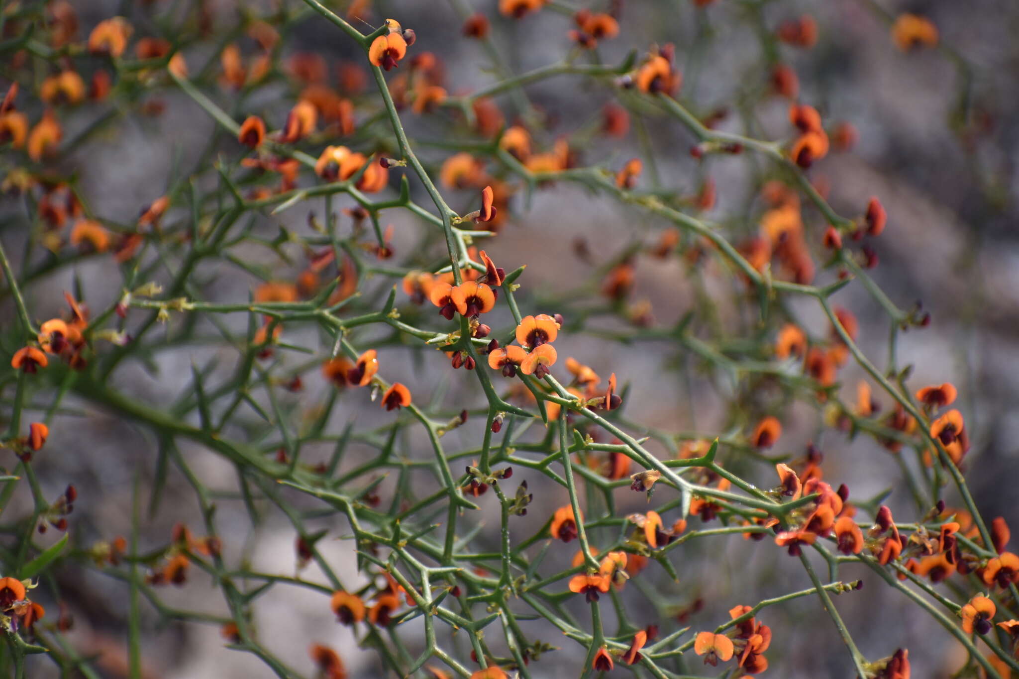 Image of Daviesia incrassata Sm.