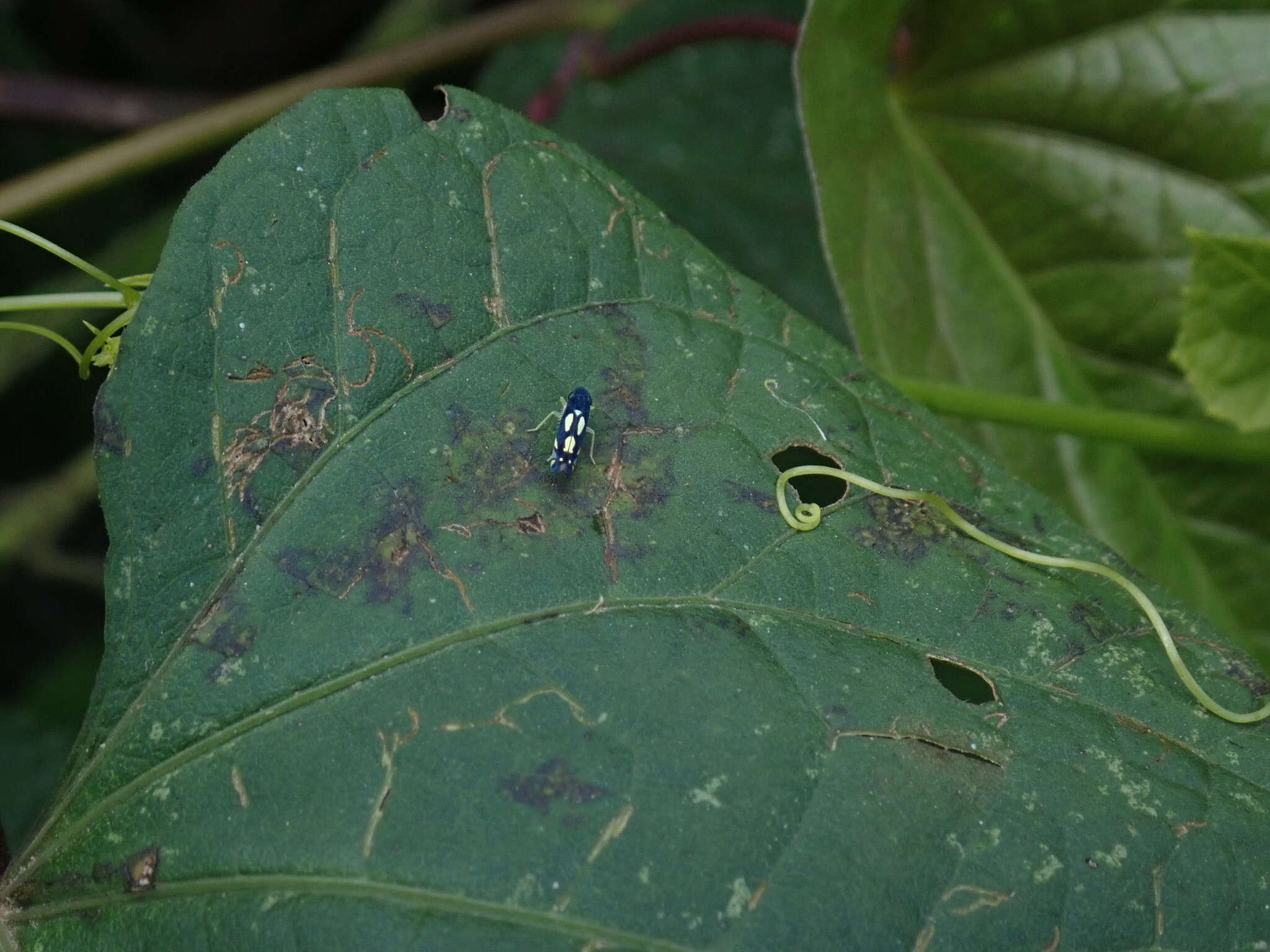 Image of Microgoniella quevedoensis Young 1977