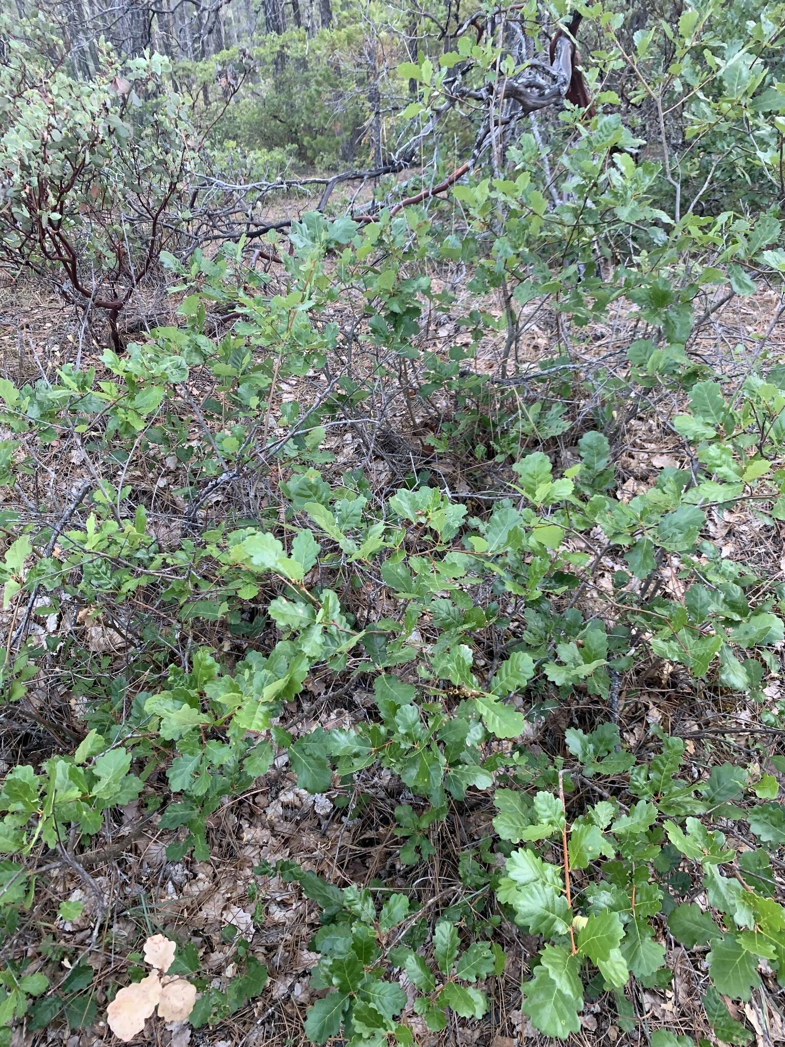 Image of Oregon white oak