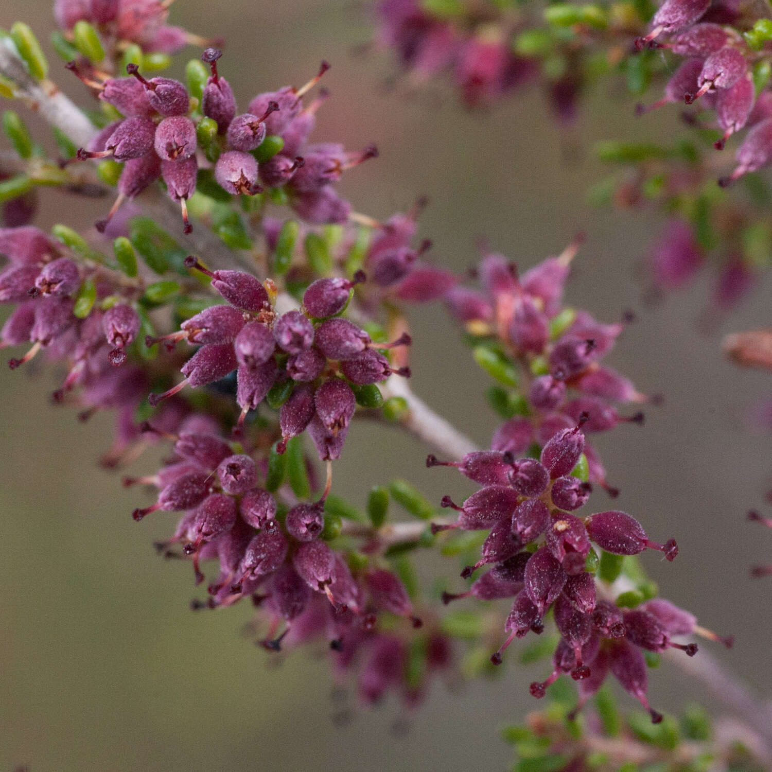 Image of Erica puberuliflora E. G. H. Oliver