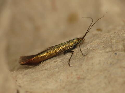 Image of Coleophora trifolii Curtis 1833