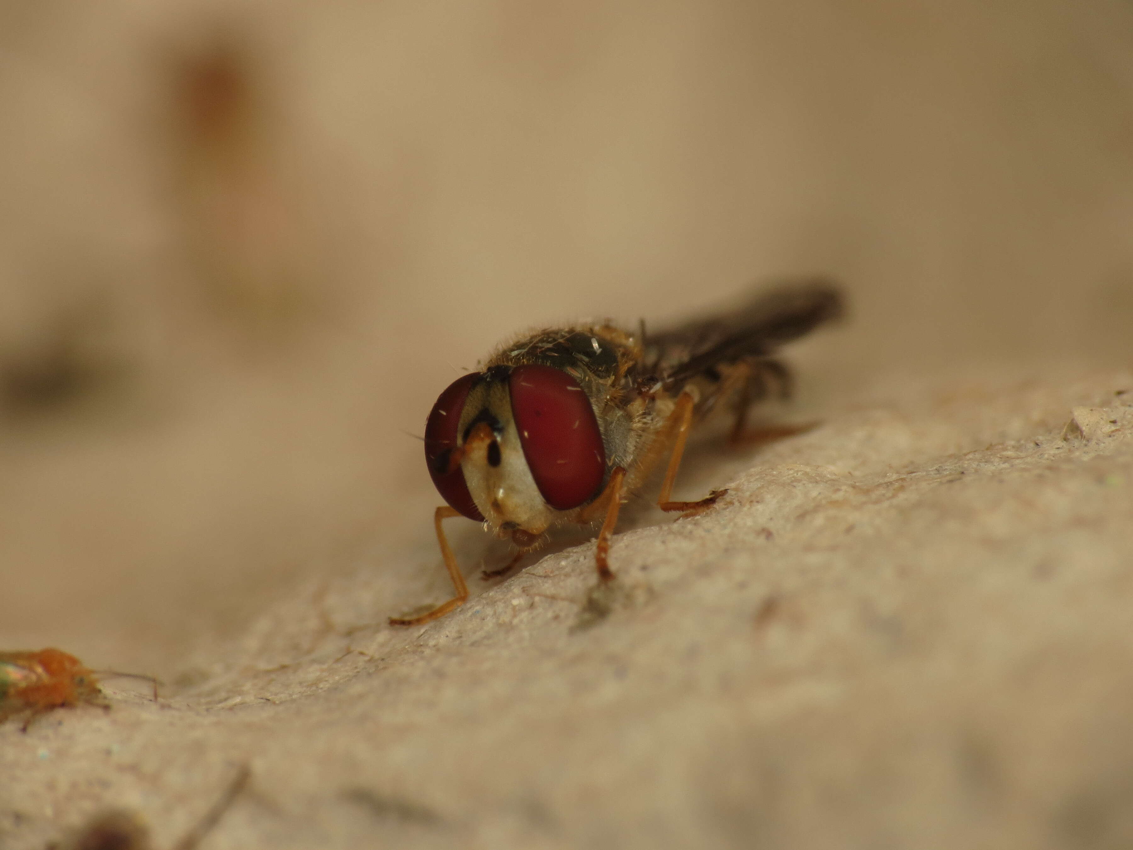 Image of Meliscaeva auricollis (Meigen 1822)