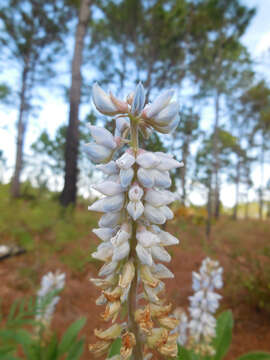 Image of Oak Ridge Lupine