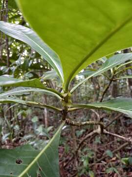 Image de Psychotria grandis Sw.