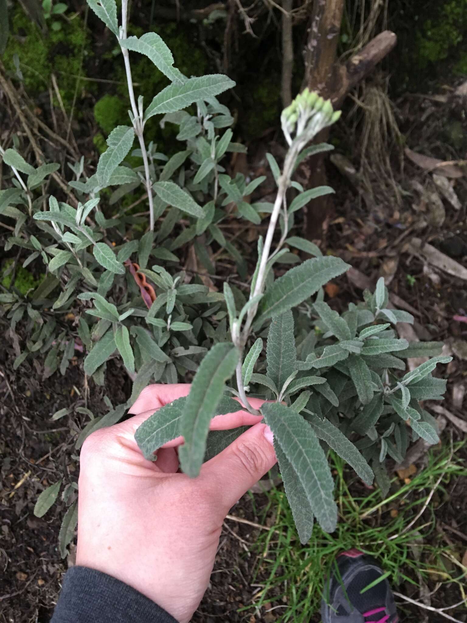 Image of Lourteigia stoechadifolia (L. fil.) R. King & H. Rob.