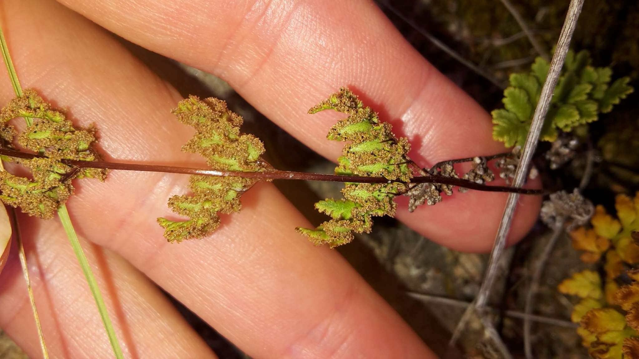 Image of Cheilanthes sieberi subsp. sieberi