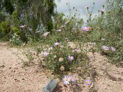 Imagem de Dieteria asteroides var. glandulosa (B. L. Turner) D. R. Morgan & R. L. Hartman