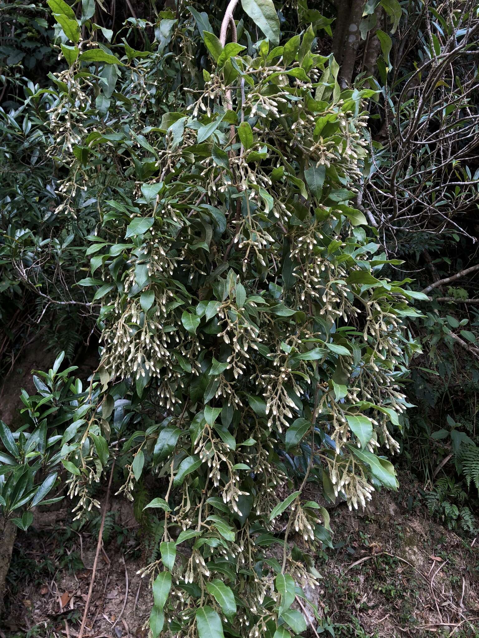 Image de Decaneuropsis gratiosa (Hance) H. Rob. & Skvarla