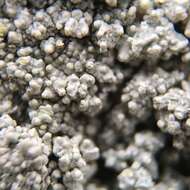 Image of crabseye lichen