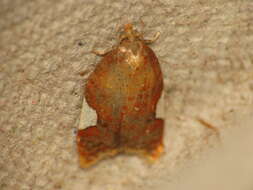 Image of flat white-spotted leaf roller