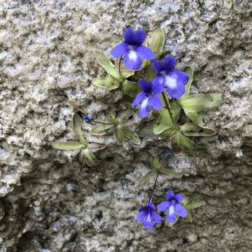 Image of Pinguicula mariae Casper & R. Stimper ex Casper