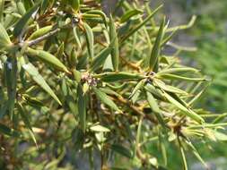 صورة Bonellia stenophylla (Urb.) B. Ståhl & Källersjö