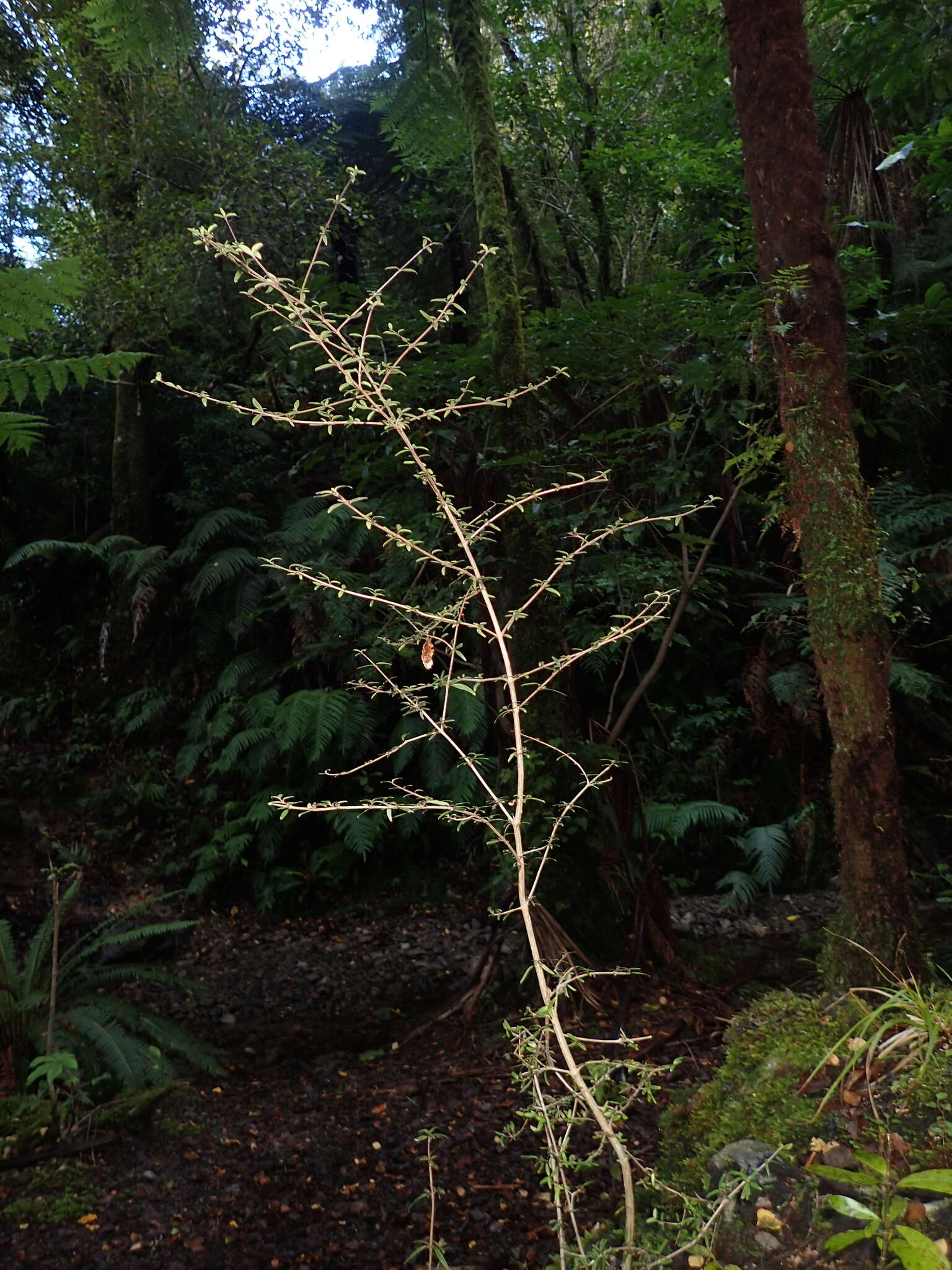 Image de Coprosma colensoi Hook. fil.