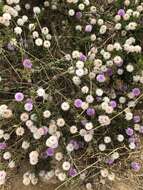 Image of Melaleuca nesophila F. Müll.