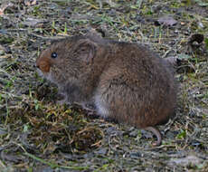 Image of Taiga Vole