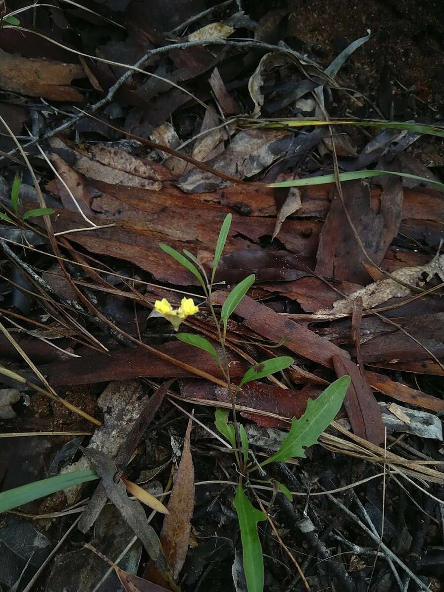 Image of Goodenia delicata R. Carolin