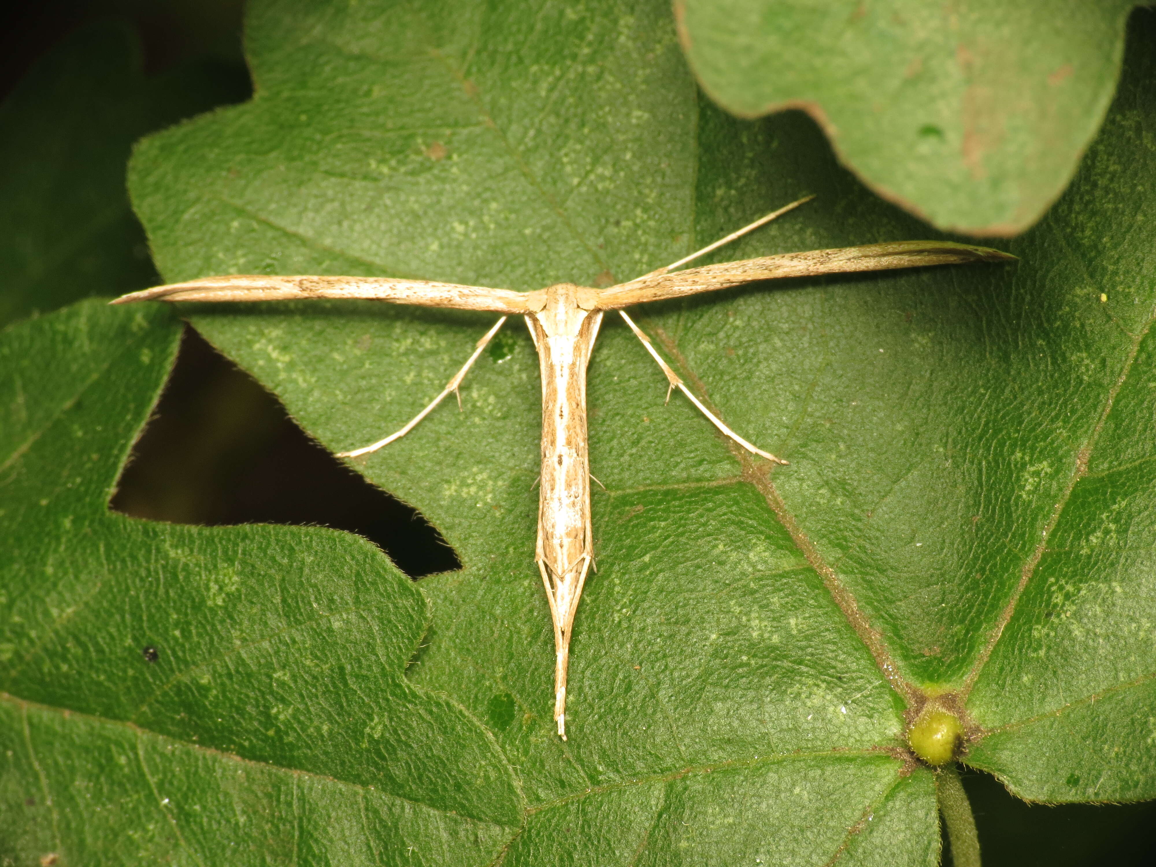 Image de Emmelina (Alucita) monodactyla (Linnaeus 1758)