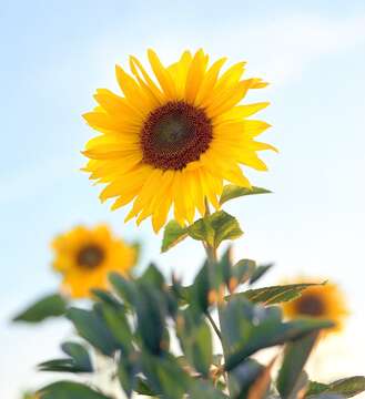 Image of common sunflower