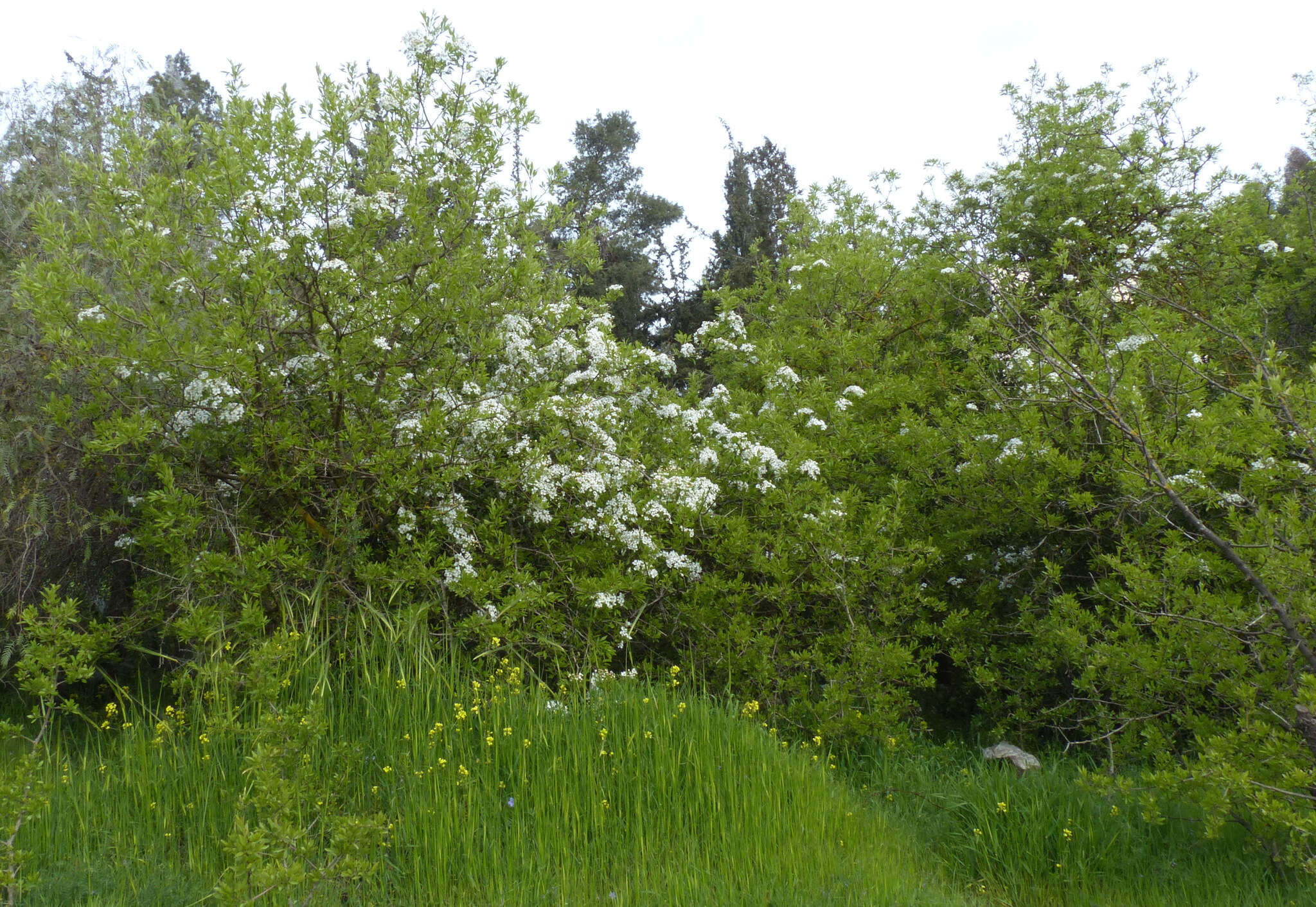 Image of Pyrus syriaca Boiss.