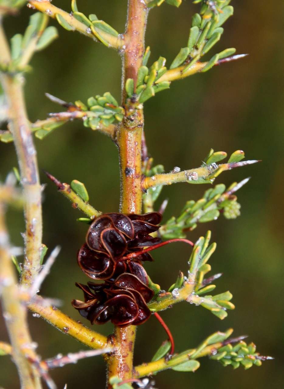 Imagem de Acacia acanthoclada subsp. acanthoclada