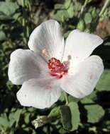 Imagem de Hibiscus denudatus Benth.