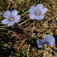 Image of Linum austriacum subsp. tommasinii (Rchb.) Greuter & Burdet