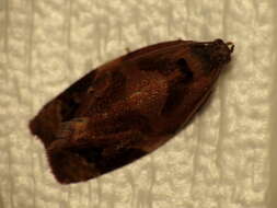 Image of red-barred tortrix