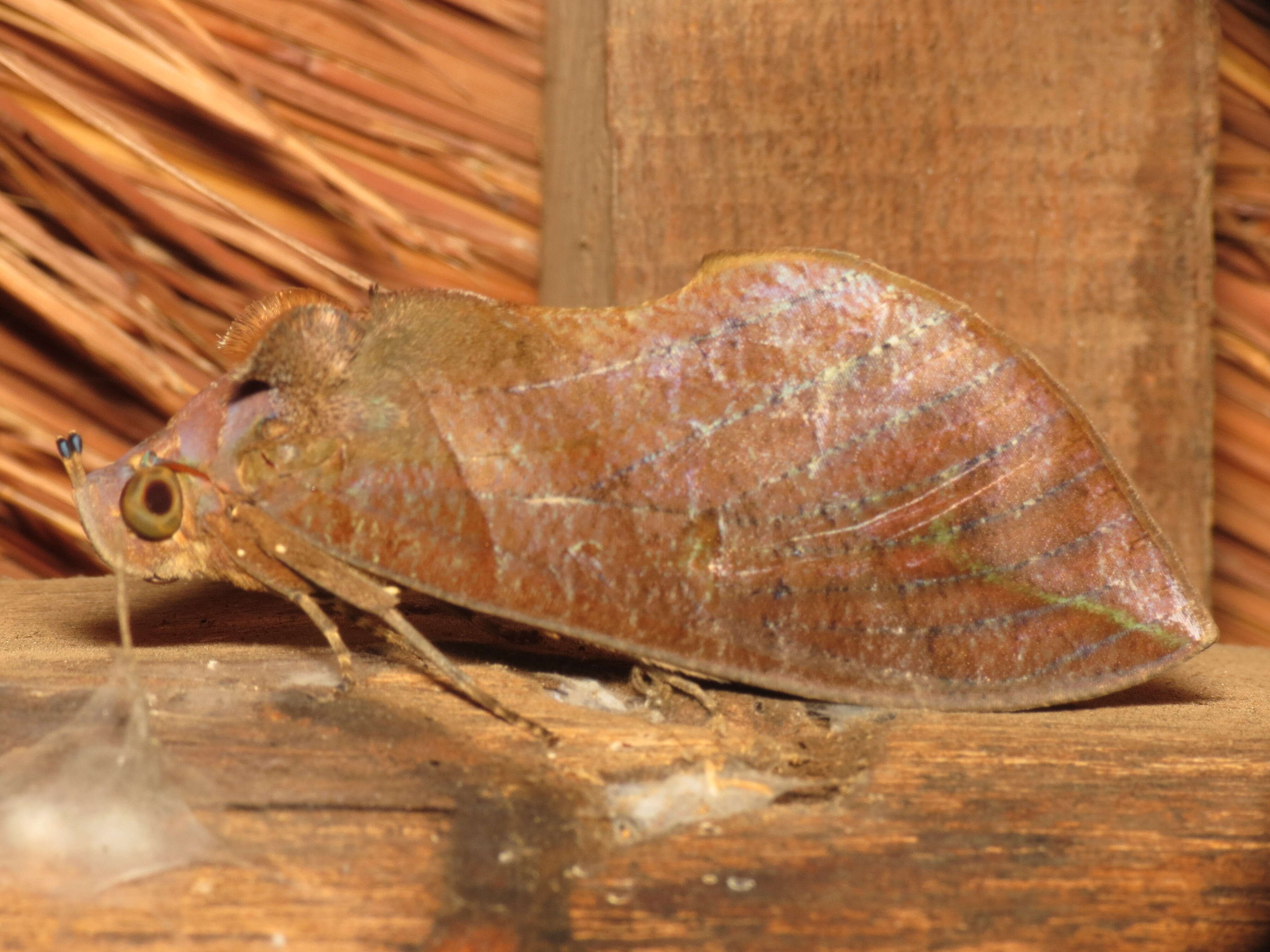 Image of Eudocima phalonia