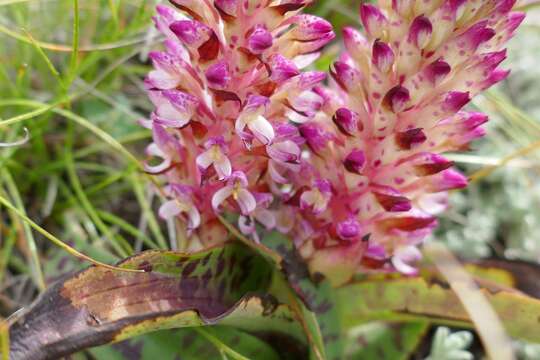 Image of Disa fragrans Schltr.