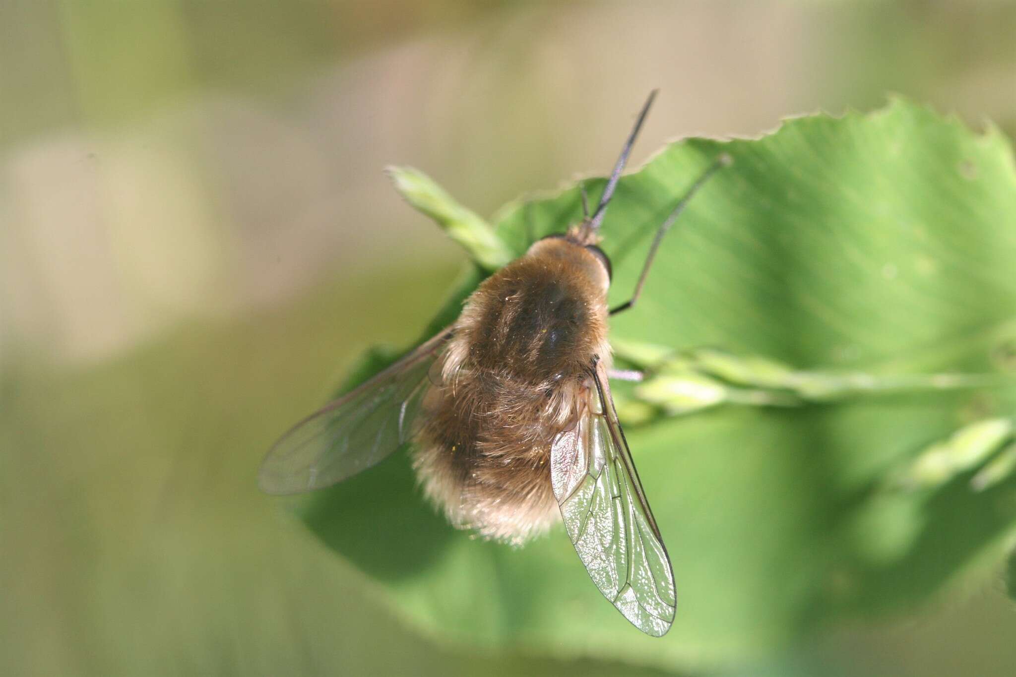 Sivun Bombylius posticus Fabricius 1805 kuva