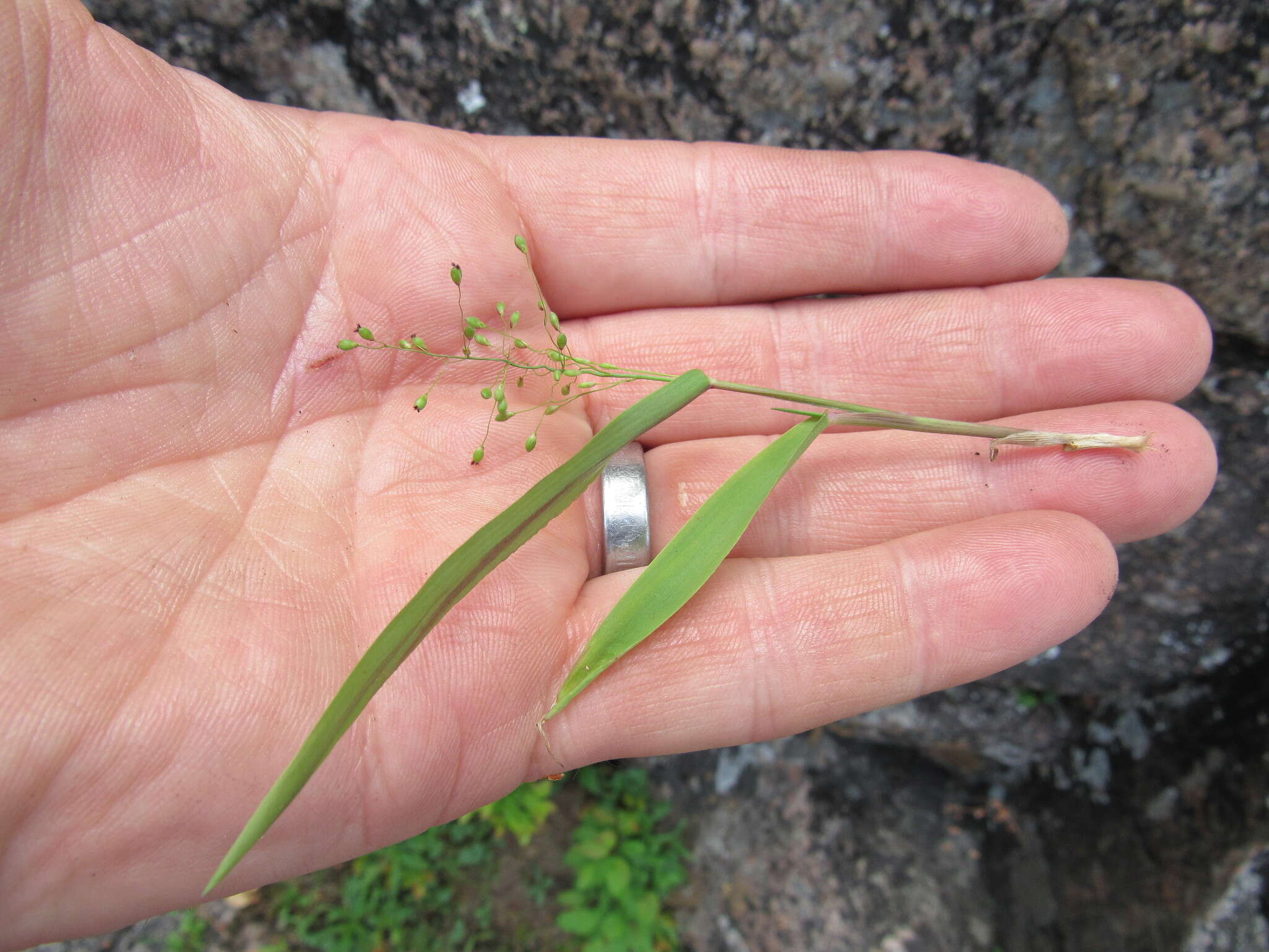 Image of Northern Rosette Grass