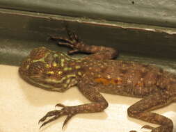 Image of Common agama