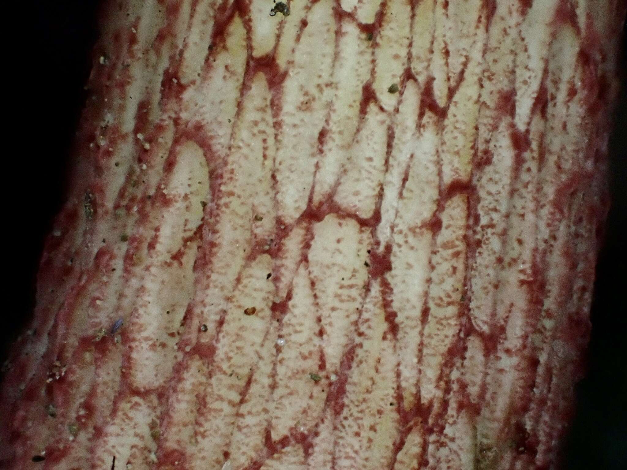 Image of Heimioporus japonicus (Hongo) E. Horak 2004