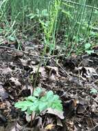 Image of bluntlobe grapefern