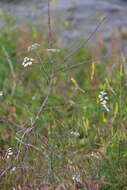 Image of Torilis arvensis subsp. recta Jury