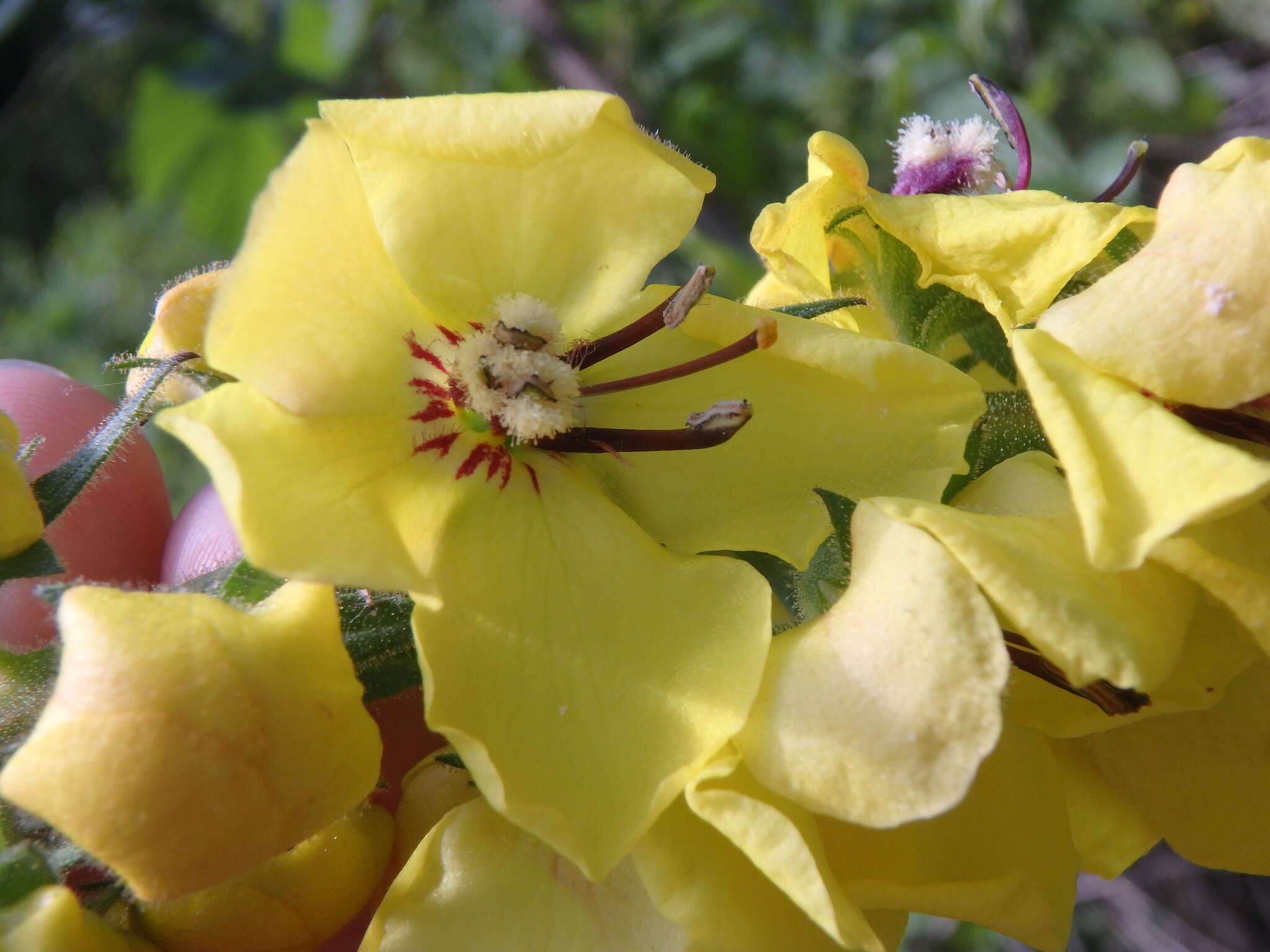 Image of Verbascum spectabile Bieb.