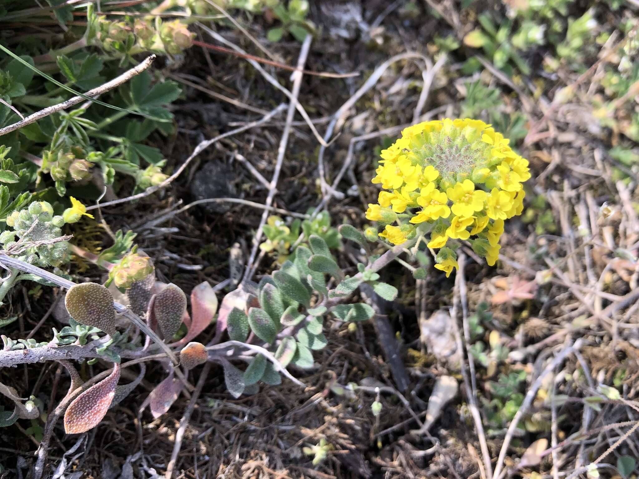 Image of Mountain Alyssum