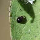 Image of Ladybird beetle