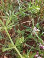 Plancia ëd Galium tricornutum Dandy