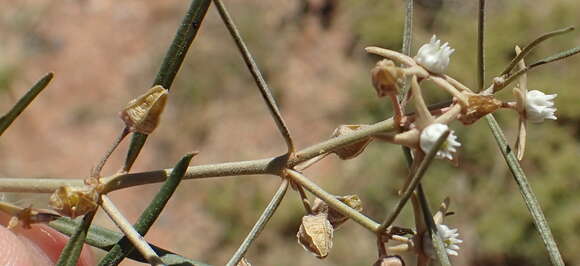 Image of Cynanchum orangeanum (Schltr.) N. E. Br.