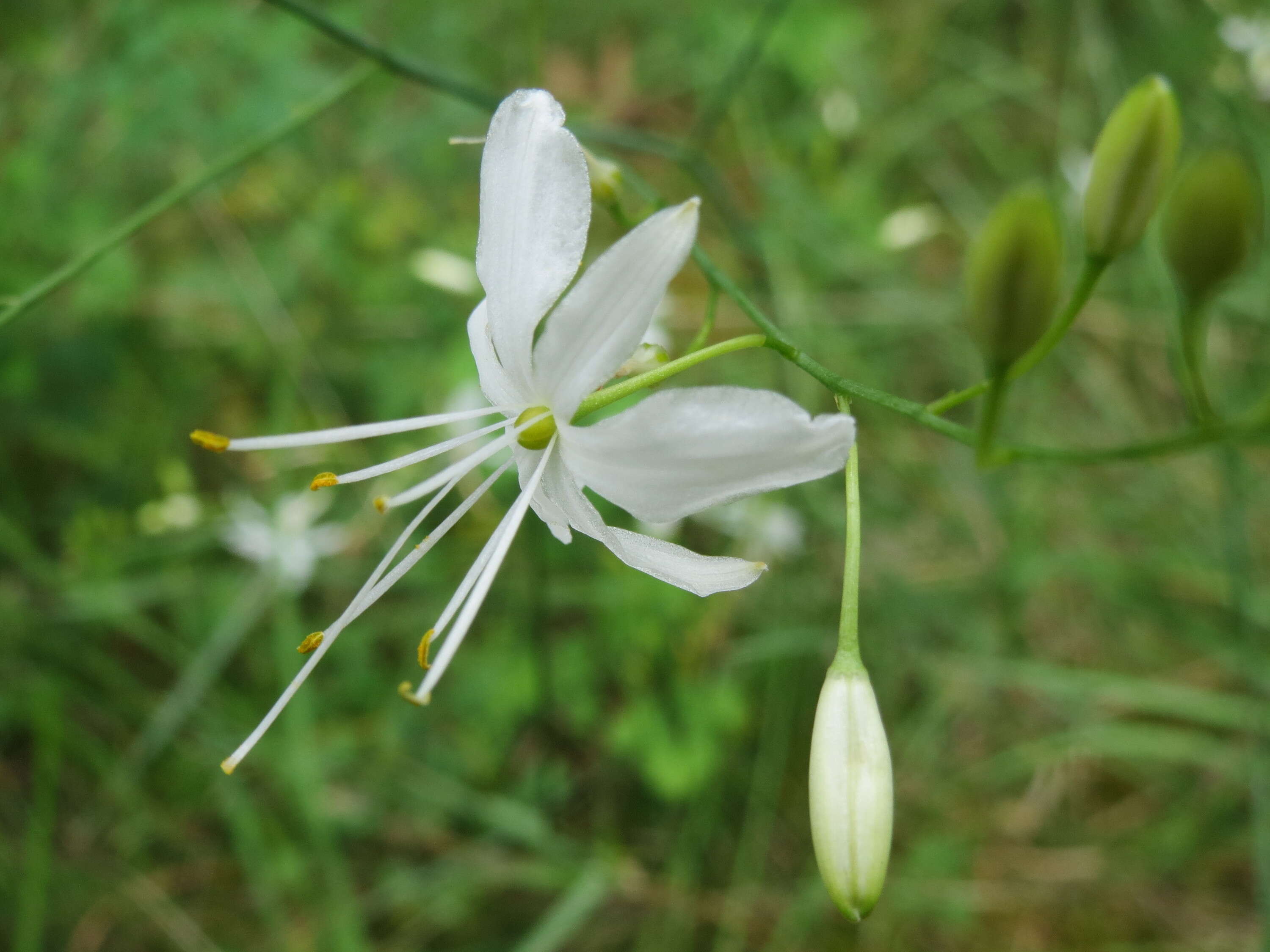 Image of Branched St Bernard's lily