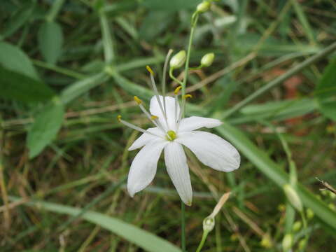 Image of Branched St Bernard's lily