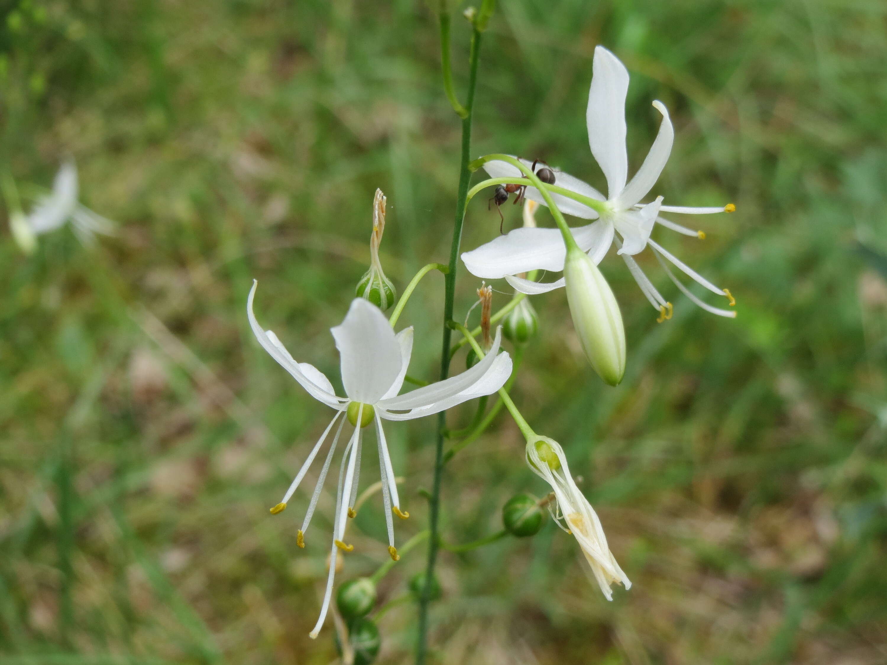 Image of Branched St Bernard's lily