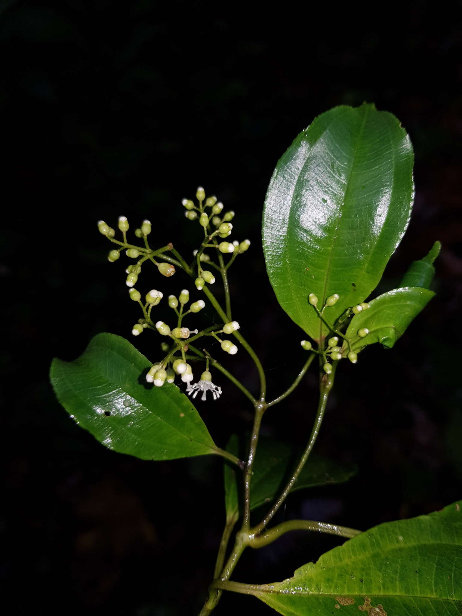 Image of Miconia tonduzii Cogn.