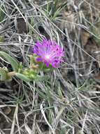 Image of Delosperma mahonii (N. E. Br.) N. E. Br.