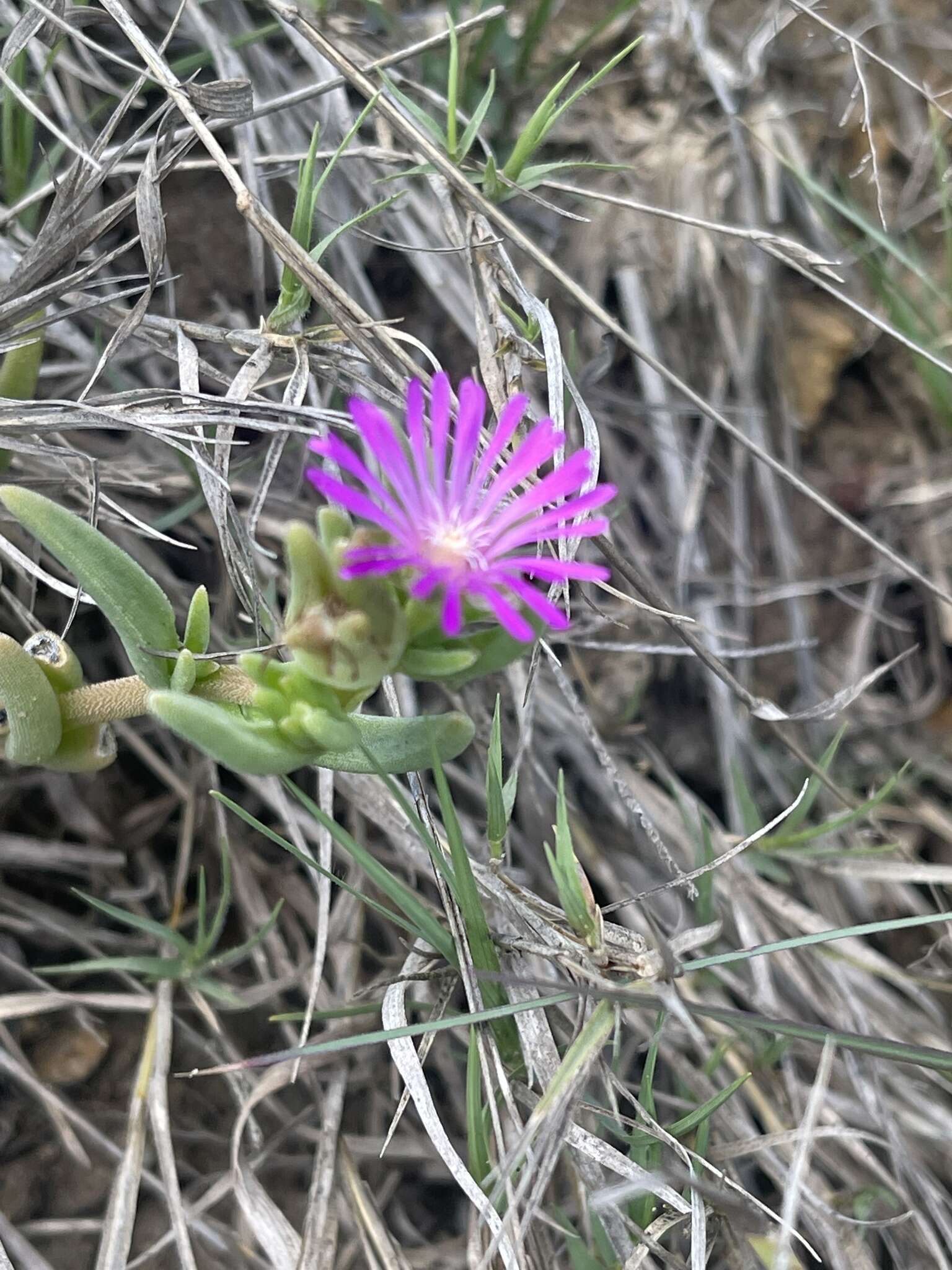 Imagem de Delosperma mahonii (N. E. Br.) N. E. Br.